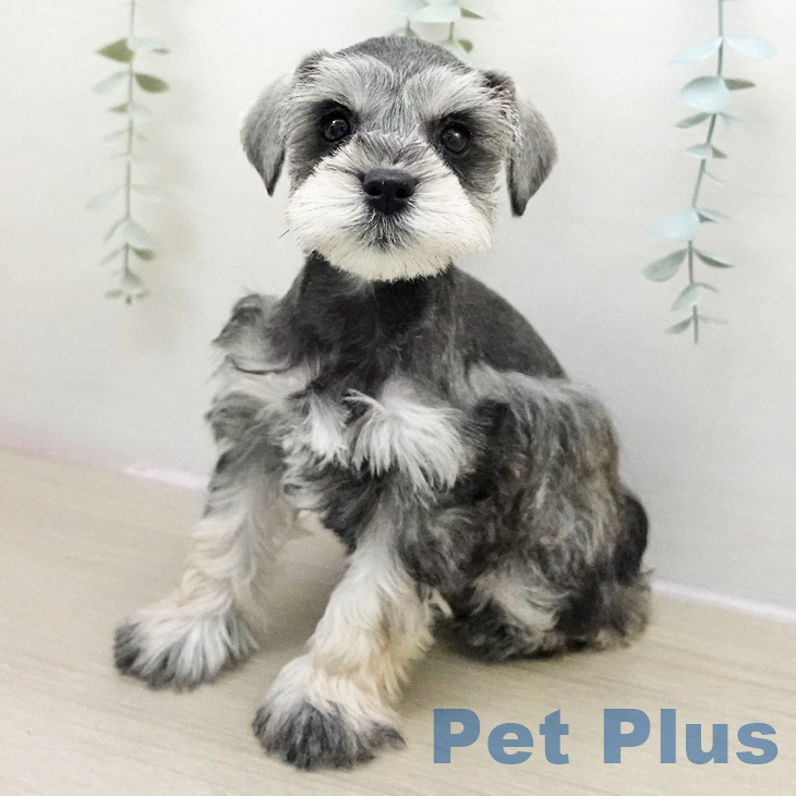 千葉県のミニチュアシュナウザー (ペットプラス 幕張新都心店/2025年11月22日生まれ/女の子/ソルトペッパー)の子犬の1枚目の画像