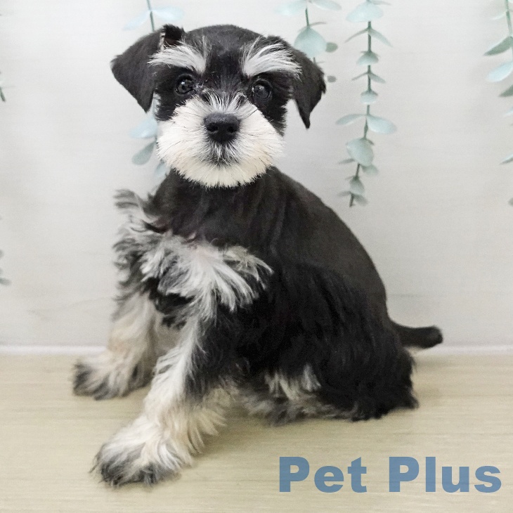 埼玉県のミニチュアシュナウザー (ペットプラス ららぽーと新三郷店/2025年11月22日生まれ/女の子/ブラックシルバー)の子犬の1枚目の画像