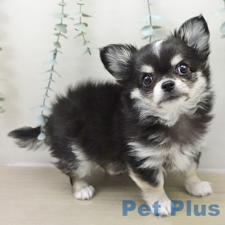 神奈川県のチワワ(ロング) (ペットプラス 武蔵小杉店/2025年11月18日生まれ/男の子/ブラッククリームホワイト)の子犬の1枚目の画像