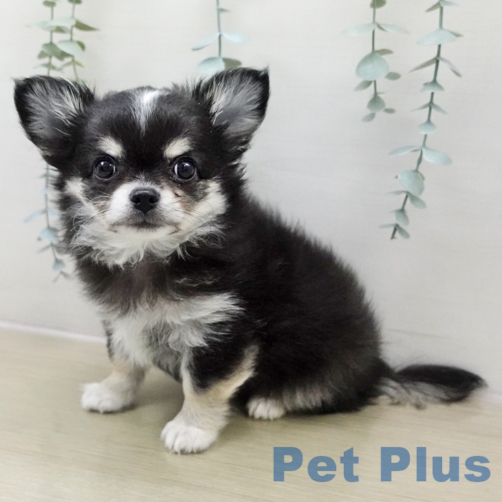 神奈川県のチワワ(ロング) (ペットプラス 武蔵小杉店/2025年11月18日生まれ/男の子/ブラッククリームホワイト)の子犬の2枚目の画像