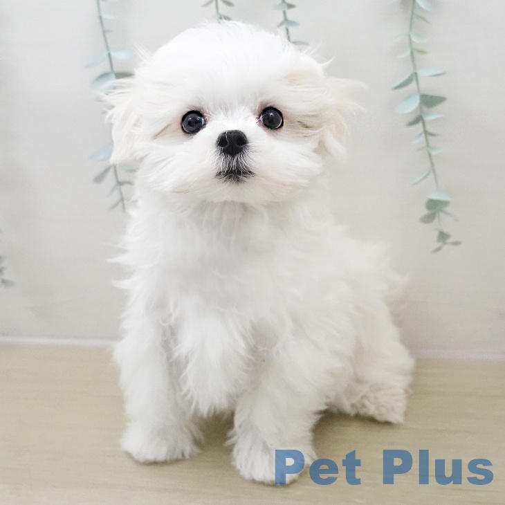 千葉県のマルチーズ (ペットプラス 幕張新都心店/2025年11月22日生まれ/男の子/ホワイト)の子犬の1枚目の画像
