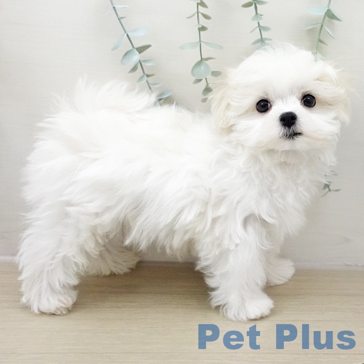 千葉県のマルチーズ (ペットプラス 幕張新都心店/2025年11月22日生まれ/男の子/ホワイト)の子犬の2枚目の画像