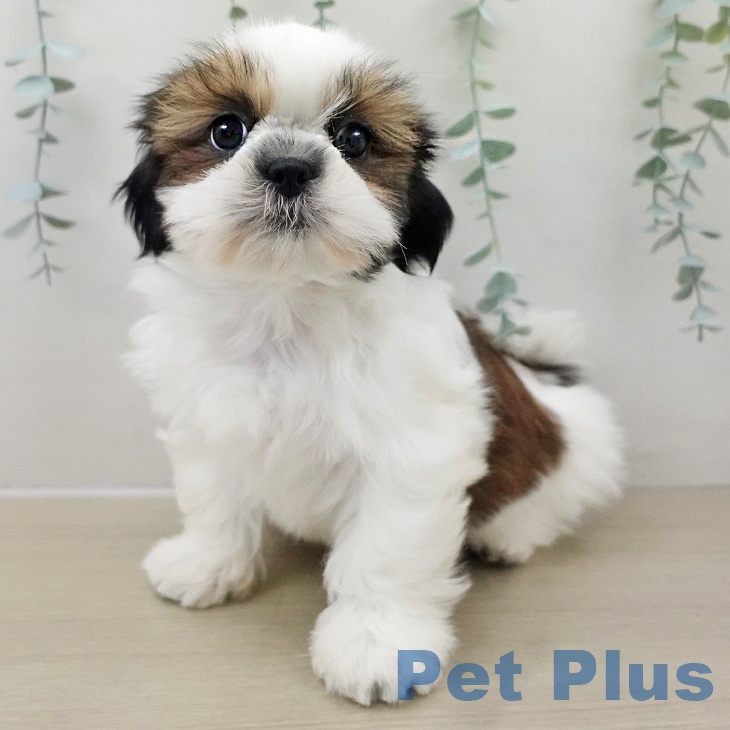 埼玉県のシーズー (ペットプラス 川口店/2025年11月8日生まれ/女の子/ホワイトゴールド)の子犬の1枚目の画像