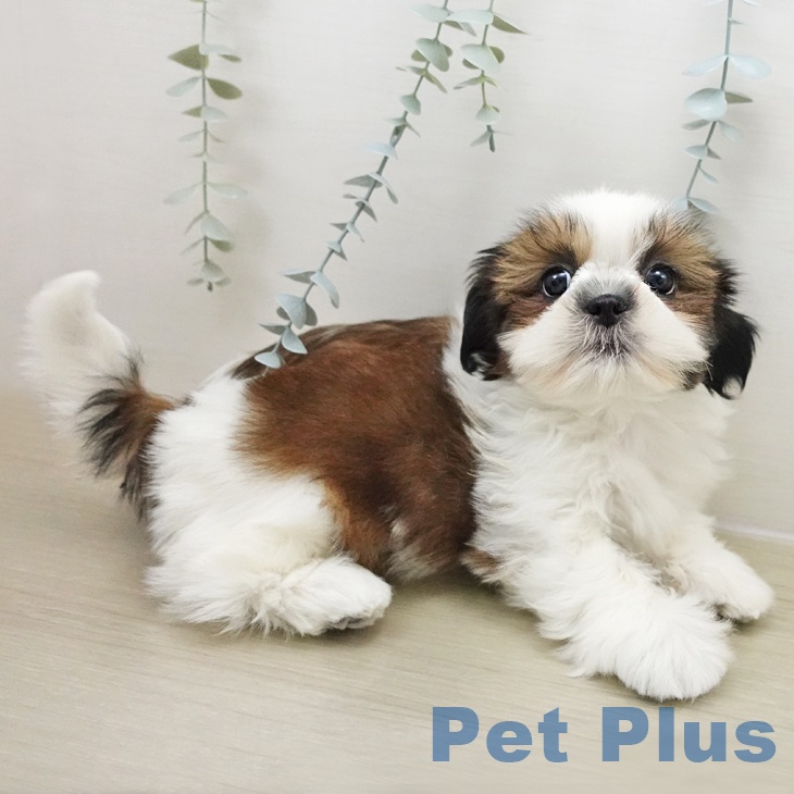 埼玉県のシーズー (ペットプラス 川口店/2025年11月8日生まれ/女の子/ホワイトゴールド)の子犬の2枚目の画像