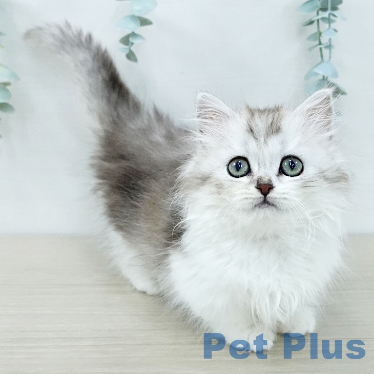 埼玉県のミヌエット (ペットプラス コクーンシティ店/2025年11月6日生まれ/男の子/シルバータビーホワイト)の子猫の2枚目の画像