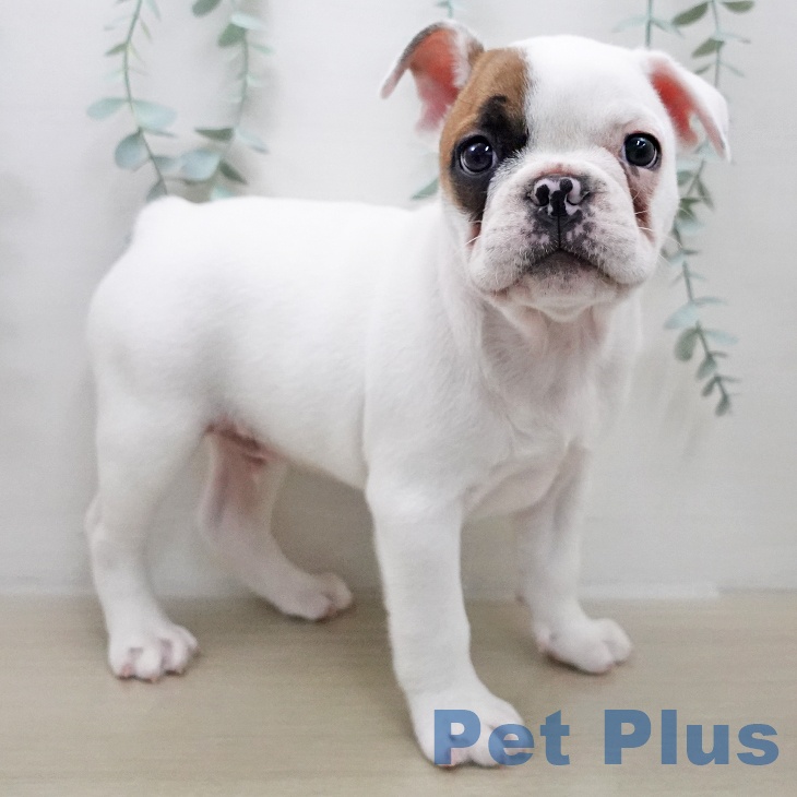 福島県のフレンチブルドッグ (ペットプラス 福島店/2025年11月26日生まれ/男の子/パイド)の子犬の1枚目の画像