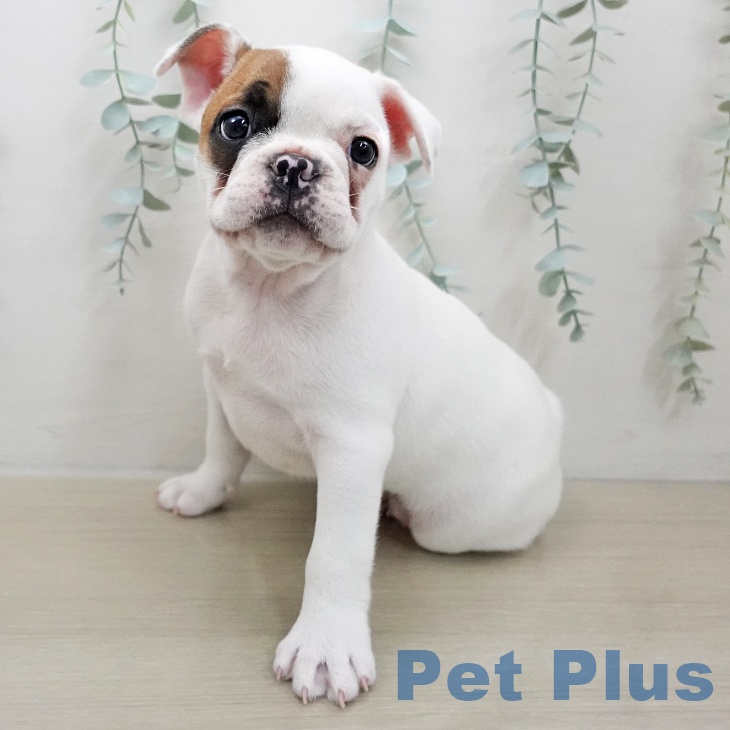 福島県のフレンチブルドッグ (ペットプラス 福島店/2025年11月26日生まれ/男の子/パイド)の子犬の2枚目の画像