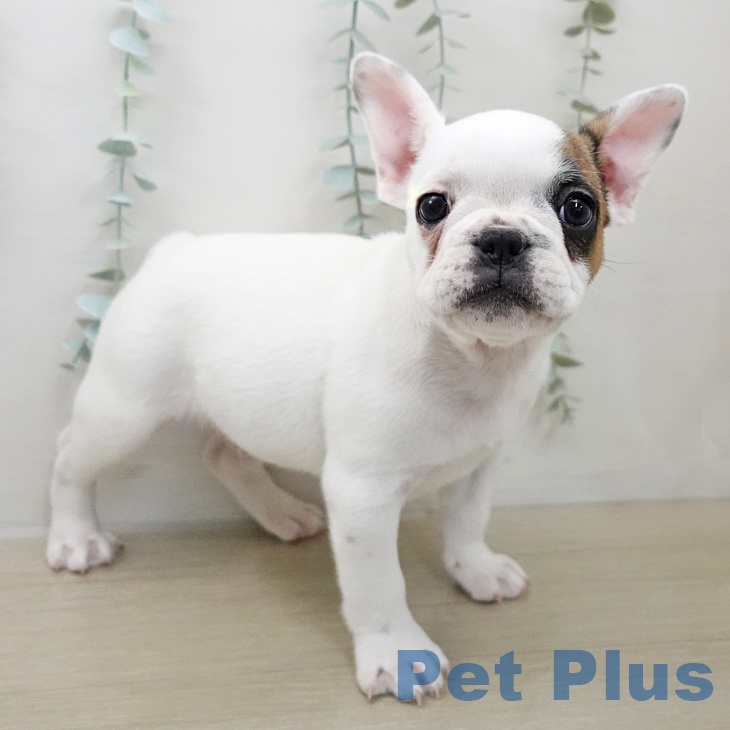 埼玉県のフレンチブルドッグ (ペットプラス 与野店/2025年11月26日生まれ/男の子/パイド)の子犬の1枚目の画像