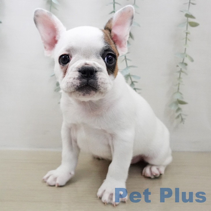 埼玉県のフレンチブルドッグ (ペットプラス 与野店/2025年11月26日生まれ/男の子/パイド)の子犬の2枚目の画像