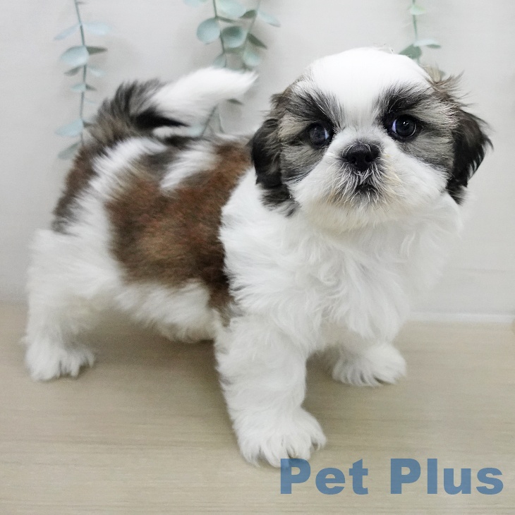 埼玉県のシーズー (ペットプラス ピオニウォーク東松山店/2025年11月24日生まれ/男の子/ホワイトゴールド)の子犬の1枚目の画像