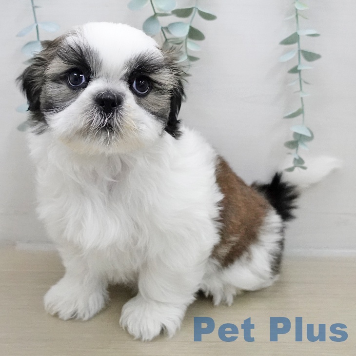 埼玉県のシーズー (ペットプラス ピオニウォーク東松山店/2025年11月24日生まれ/男の子/ホワイトゴールド)の子犬の2枚目の画像