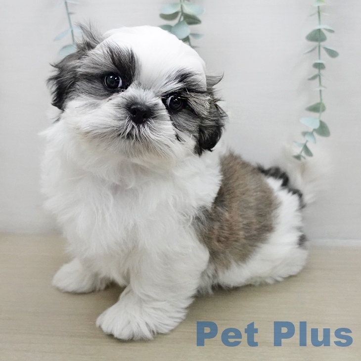 埼玉県のシーズー (ペットプラス 与野店/2025年11月24日生まれ/男の子/ホワイトゴールド)の子犬の1枚目の画像