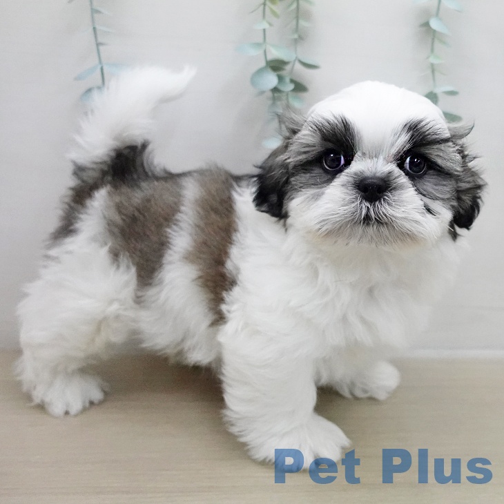 埼玉県のシーズー (ペットプラス 与野店/2025年11月24日生まれ/男の子/ホワイトゴールド)の子犬の2枚目の画像