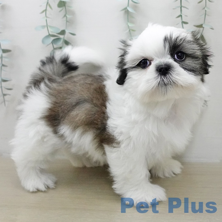 東京都のシーズー (ペットプラス MARK IS 葛飾かなまち店/2025年11月24日生まれ/男の子/ホワイトゴールド)の子犬の1枚目の画像