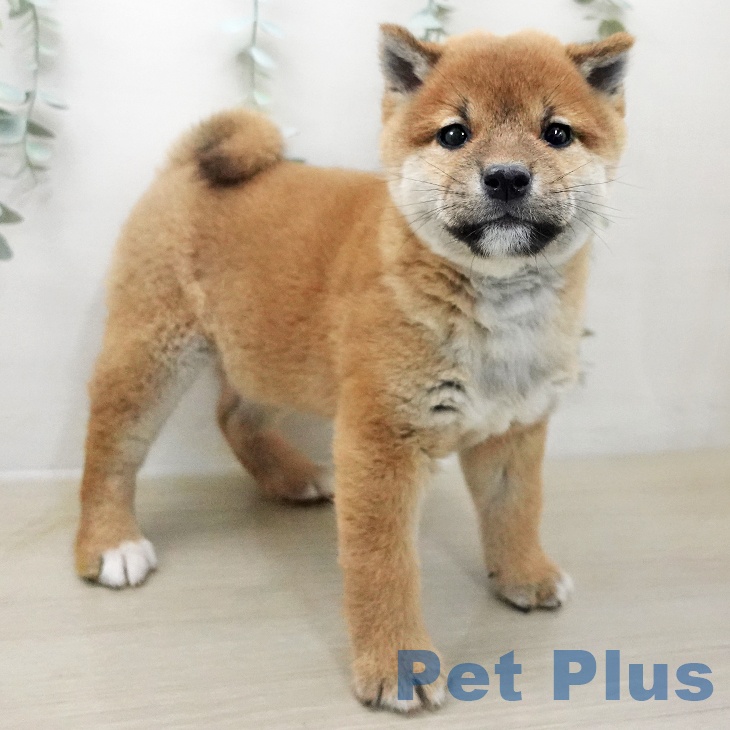 長野県の柴犬(標準サイズ) (ペットプラス 長野店/2025年11月25日生まれ/男の子/赤)の子犬の1枚目の画像