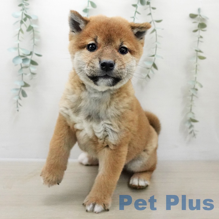 長野県の柴犬(標準サイズ) (ペットプラス 長野店/2025年11月25日生まれ/男の子/赤)の子犬の2枚目の画像