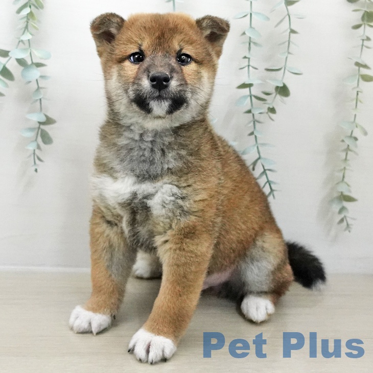 埼玉県の柴犬(標準サイズ) (ペットプラス 浦和美園店/2025年11月25日生まれ/男の子/赤)の子犬の1枚目の画像