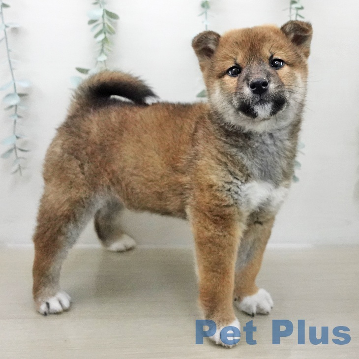 埼玉県の柴犬(標準サイズ) (ペットプラス 浦和美園店/2025年11月25日生まれ/男の子/赤)の子犬の2枚目の画像