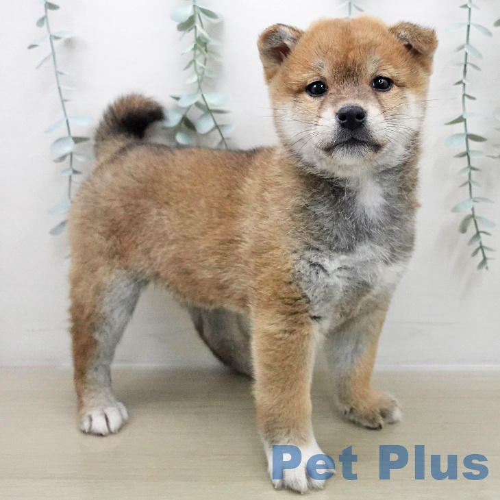 埼玉県の柴犬(標準サイズ) (ペットプラス 与野店/2025年11月25日生まれ/男の子/赤)の子犬の1枚目の画像