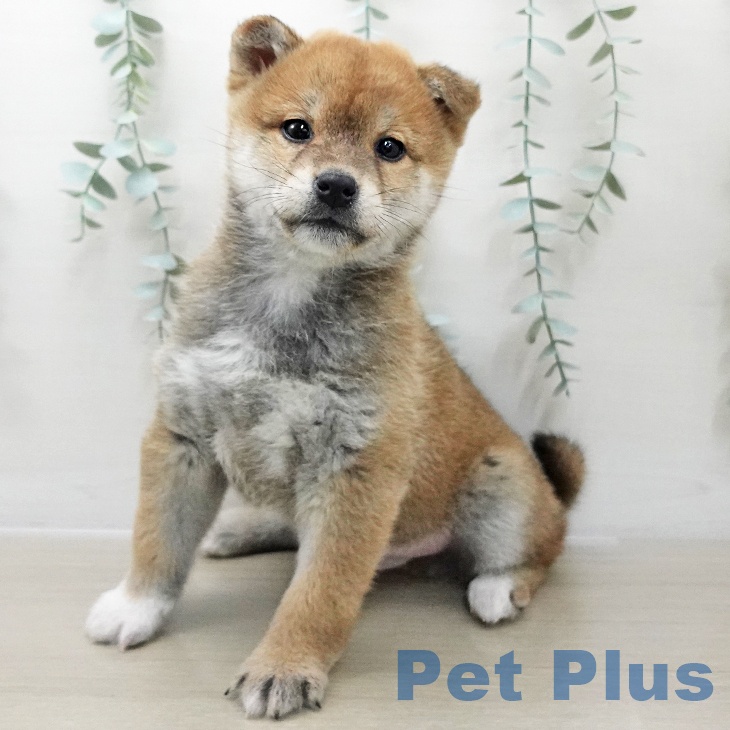 埼玉県の柴犬(標準サイズ) (ペットプラス 与野店/2025年11月25日生まれ/男の子/赤)の子犬の2枚目の画像