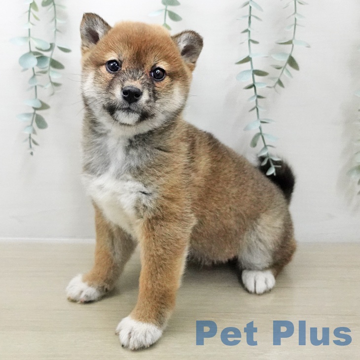 埼玉県の柴犬(標準サイズ) (ペットプラス ららぽーと富士見店/2025年11月25日生まれ/女の子/赤)の子犬の1枚目の画像