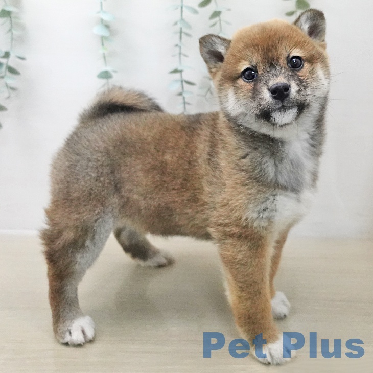 埼玉県の柴犬(標準サイズ) (ペットプラス ららぽーと富士見店/2025年11月25日生まれ/女の子/赤)の子犬の2枚目の画像