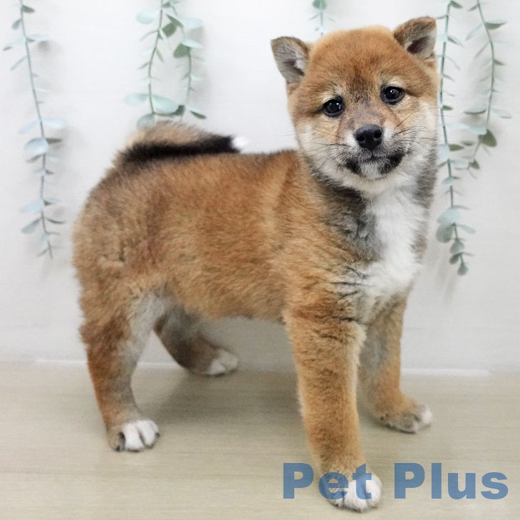 神奈川県の柴犬(標準サイズ) (ペットプラス 天王町店/2025年11月25日生まれ/女の子/赤)の子犬の1枚目の画像