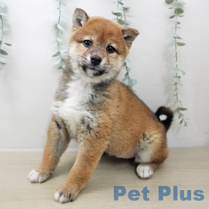 神奈川県の柴犬(標準サイズ) (ペットプラス 天王町店/2025年11月25日生まれ/女の子/赤)の子犬の2枚目の画像