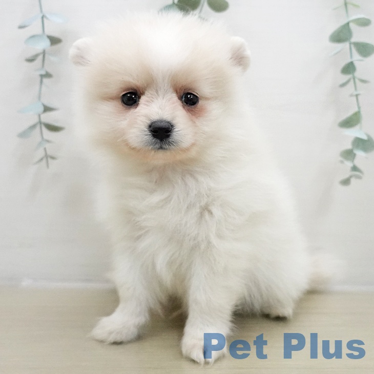 岩手県のポメラニアン (ペットプラス 盛岡南店/2025年11月25日生まれ/男の子/クリームホワイト)の子犬の1枚目の画像