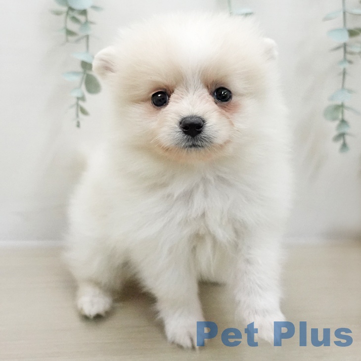 岩手県のポメラニアン (ペットプラス 盛岡南店/2025年11月25日生まれ/男の子/クリームホワイト)の子犬の2枚目の画像