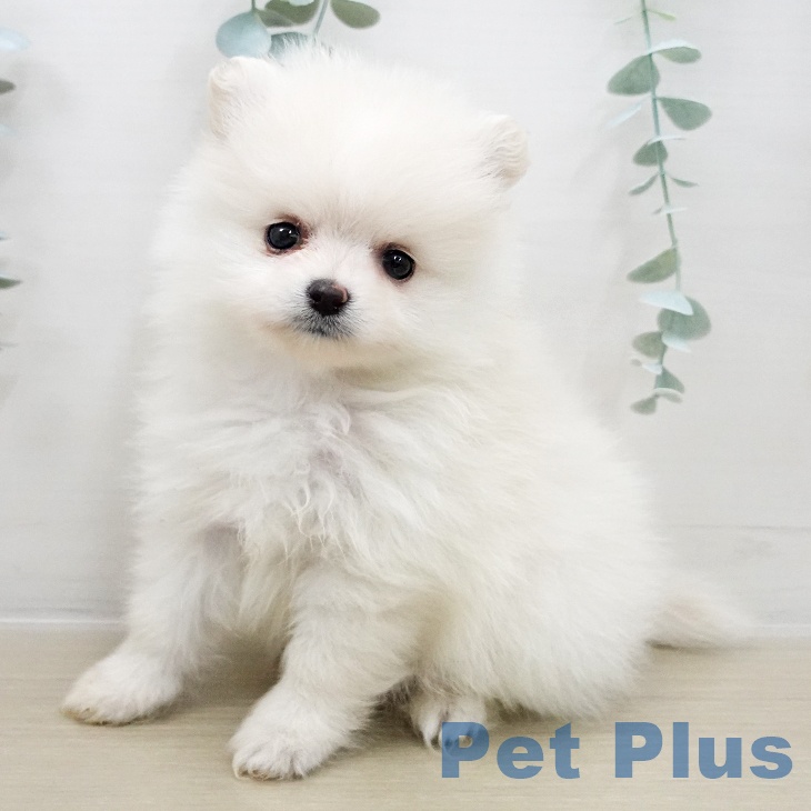 神奈川県のポメラニアン (ペットプラス ゆめが丘ソラトス店/2025年11月25日生まれ/男の子/クリームホワイト)の子犬の1枚目の画像