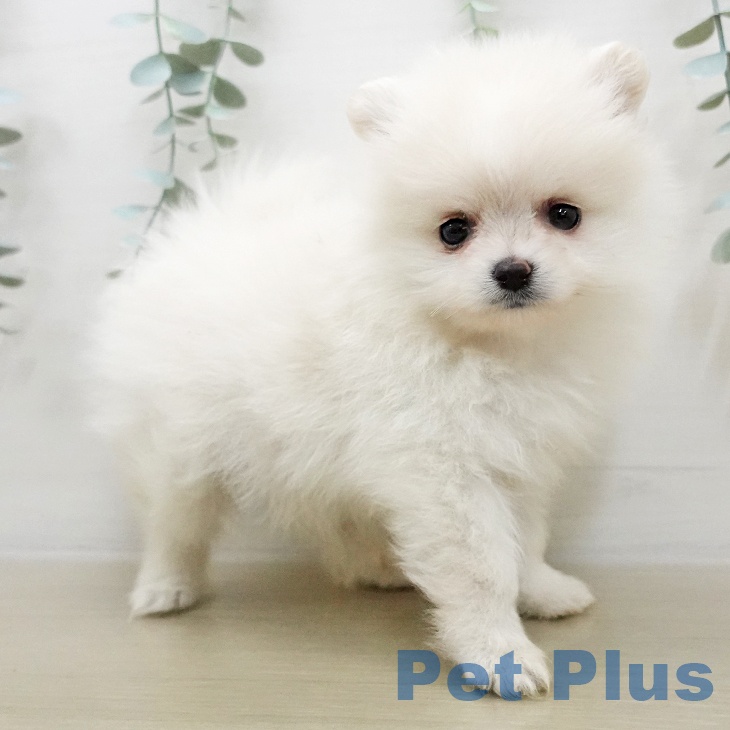 神奈川県のポメラニアン (ペットプラス ゆめが丘ソラトス店/2025年11月25日生まれ/男の子/クリームホワイト)の子犬の2枚目の画像