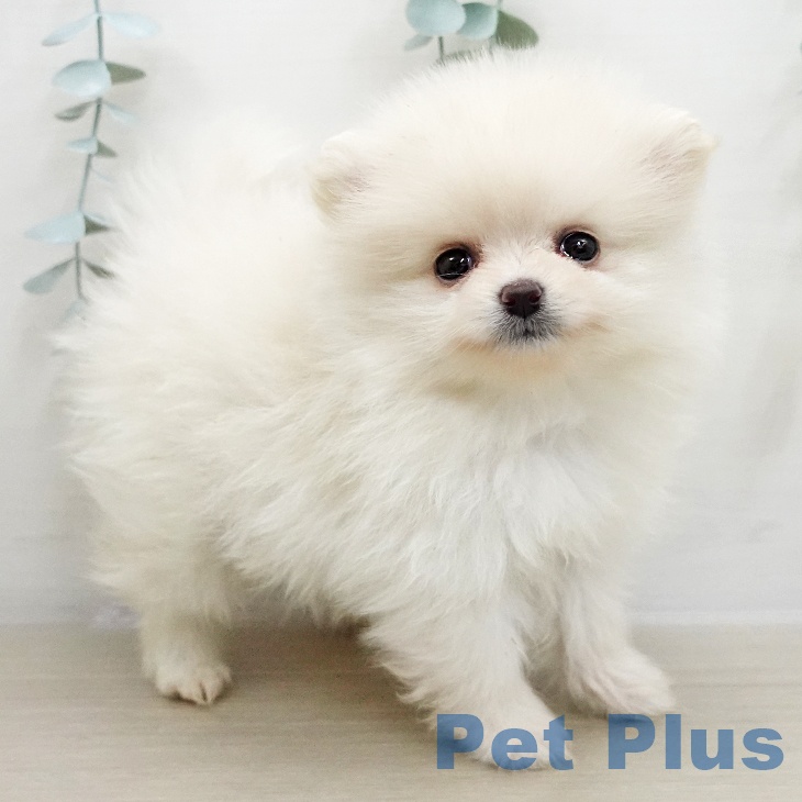 千葉県のポメラニアン (ペットプラス 幕張新都心店/2025年11月25日生まれ/女の子/クリーム)の子犬の1枚目の画像