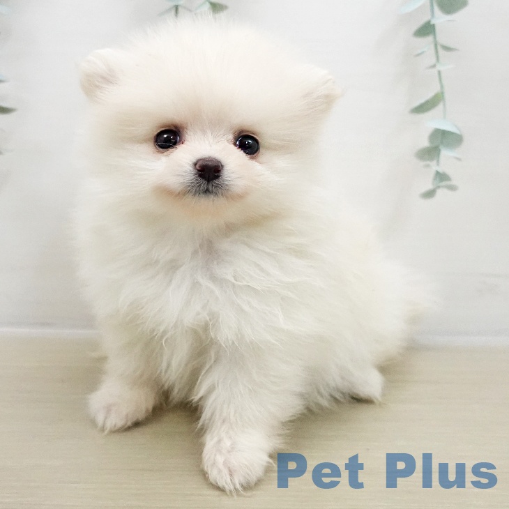 千葉県のポメラニアン (ペットプラス 幕張新都心店/2025年11月25日生まれ/女の子/クリーム)の子犬の2枚目の画像