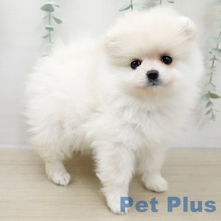 東京都のポメラニアン (ペットプラス アクアシティお台場店/2025年11月25日生まれ/女の子/クリーム)の子犬の1枚目の画像