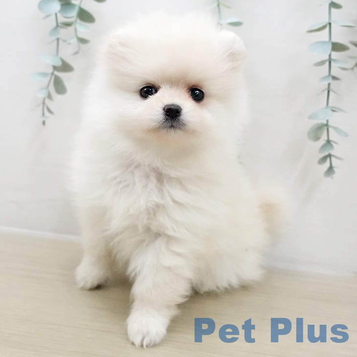 東京都のポメラニアン (ペットプラス アクアシティお台場店/2025年11月25日生まれ/女の子/クリーム)の子犬の2枚目の画像