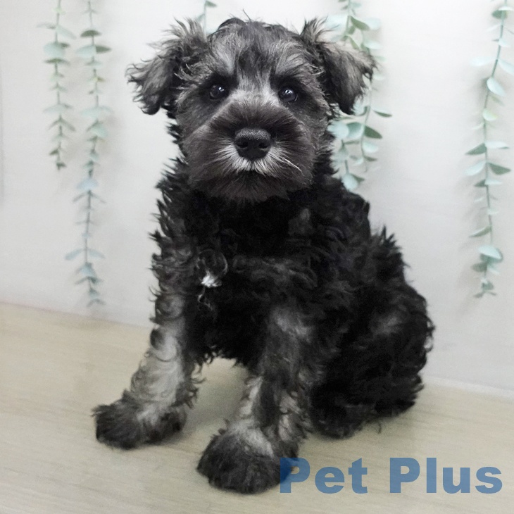 千葉県のミニチュアシュナウザー (ペットプラス 木更津店/2025年11月22日生まれ/男の子/ソルトペッパー)の子犬の1枚目の画像