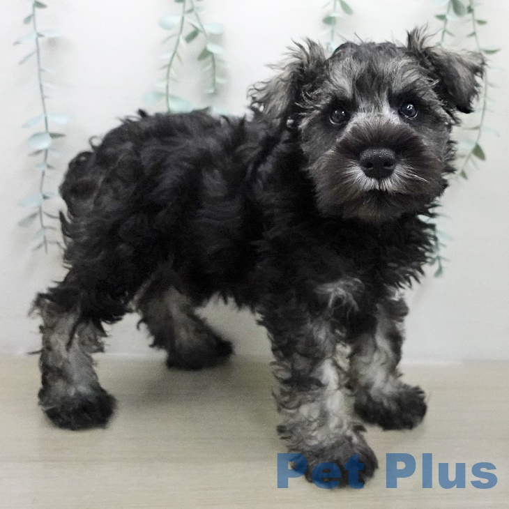 千葉県のミニチュアシュナウザー (ペットプラス 木更津店/2025年11月22日生まれ/男の子/ソルトペッパー)の子犬の2枚目の画像