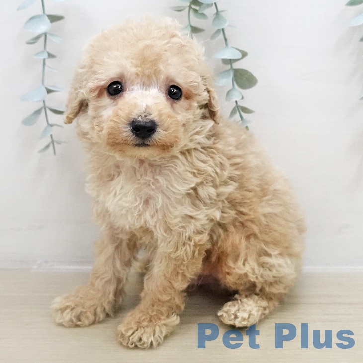 長野県のトイプードル(トイ) (ペットプラス 松本店/2025年11月26日生まれ/男の子/クリーム)の子犬の1枚目の画像