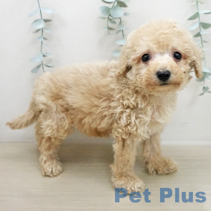 長野県のトイプードル(トイ) (ペットプラス 松本店/2025年11月26日生まれ/男の子/クリーム)の子犬の2枚目の画像