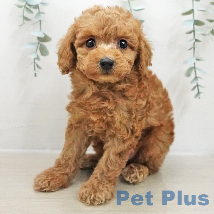 長野県のトイプードル(トイ) (ペットプラス 須坂店/2025年11月26日生まれ/女の子/アプリコット)の子犬の1枚目の画像