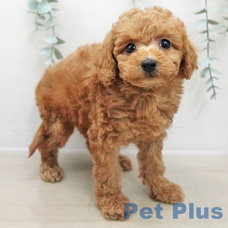 長野県のトイプードル(トイ) (ペットプラス 須坂店/2025年11月26日生まれ/女の子/アプリコット)の子犬の2枚目の画像