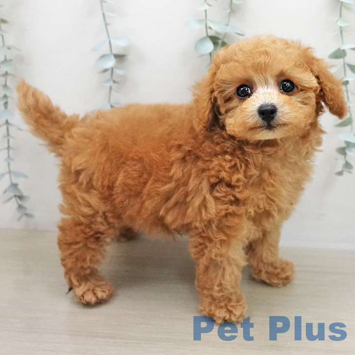 長野県のトイプードル(トイ) (ペットプラス 須坂店/2025年11月22日生まれ/男の子/レッド)の子犬の1枚目の画像