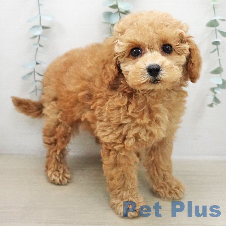 群馬県のトイプードル(トイ) (ペットプラス イオンモール太田店/2025年11月22日生まれ/女の子/レッド)の子犬の1枚目の画像