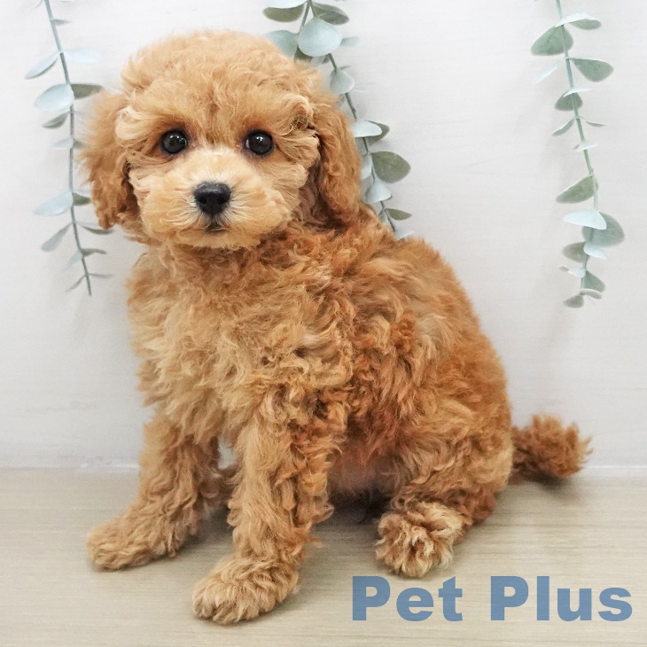 群馬県のトイプードル(トイ) (ペットプラス イオンモール太田店/2025年11月22日生まれ/女の子/レッド)の子犬の2枚目の画像