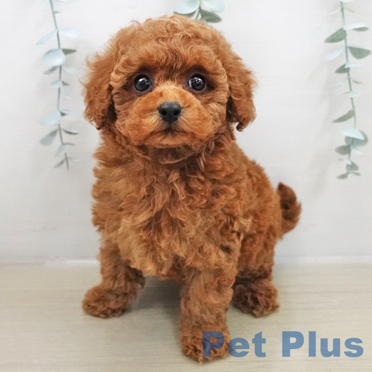 埼玉県のトイプードル(トイ) (ペットプラス ららぽーと富士見店/2025年11月22日生まれ/女の子/レッド)の子犬の1枚目の画像