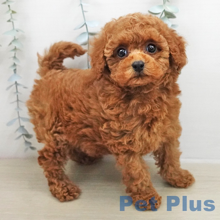 埼玉県のトイプードル(トイ) (ペットプラス ららぽーと富士見店/2025年11月22日生まれ/女の子/レッド)の子犬の2枚目の画像