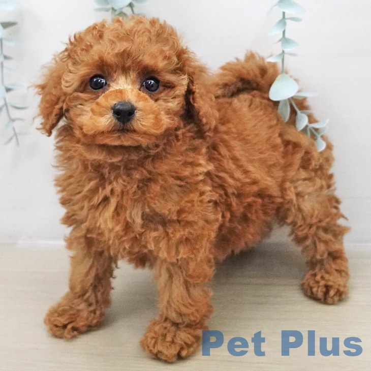 東京都のトイプードル(トイ) (ペットプラス アクアシティお台場店/2025年11月22日生まれ/女の子/レッド)の子犬の1枚目の画像