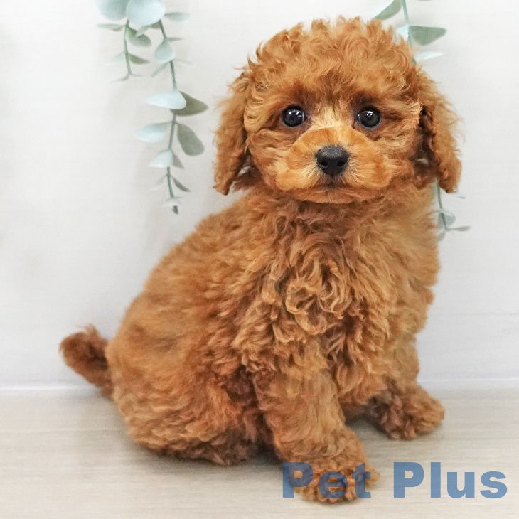 東京都のトイプードル(トイ) (ペットプラス アクアシティお台場店/2025年11月22日生まれ/女の子/レッド)の子犬の2枚目の画像