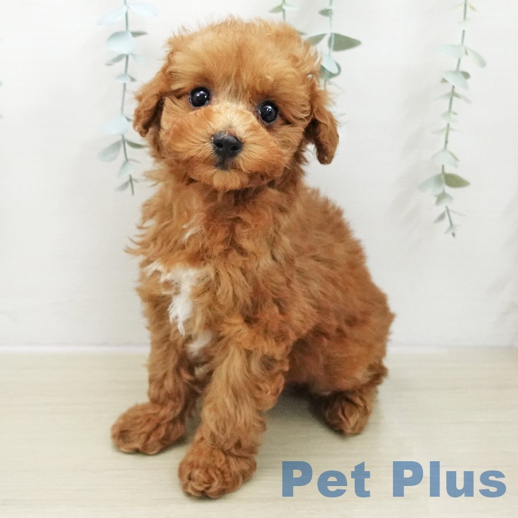 埼玉県のトイプードル(トイ) (ペットプラス 羽生店/2025年11月12日生まれ/女の子/レッド)の子犬の1枚目の画像